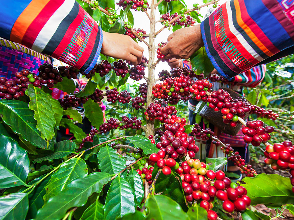 Coffee cherry harvesting